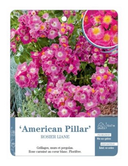 Rosier liane American Pillar
