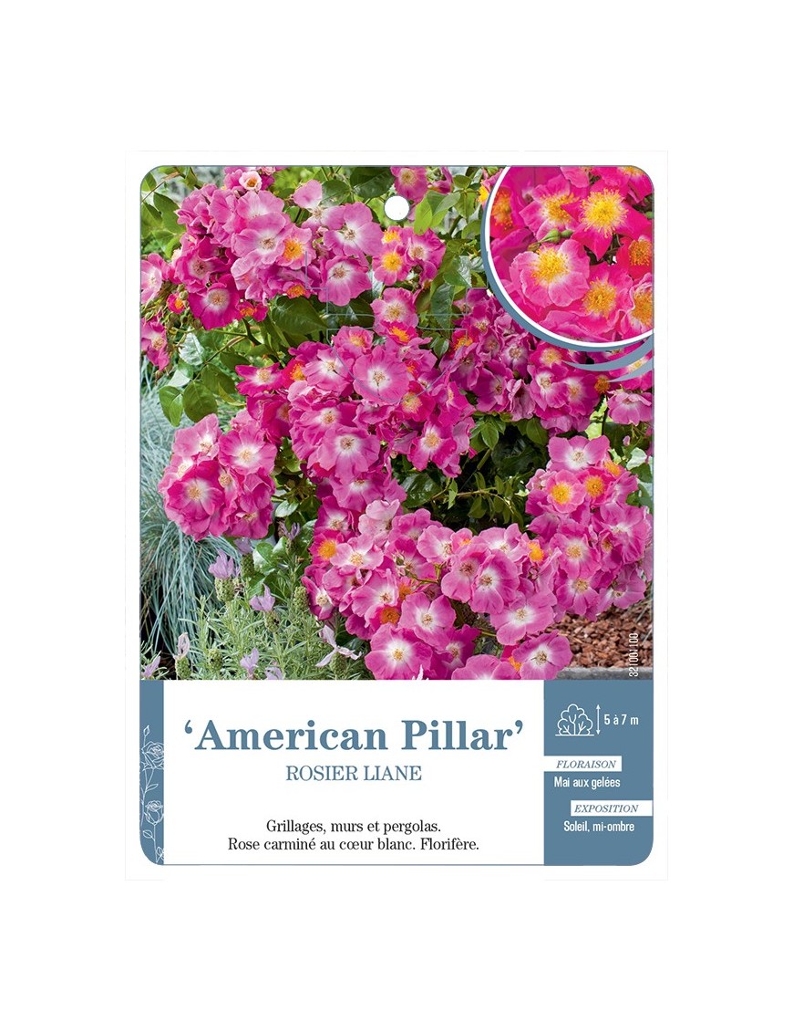Rosier liane American Pillar