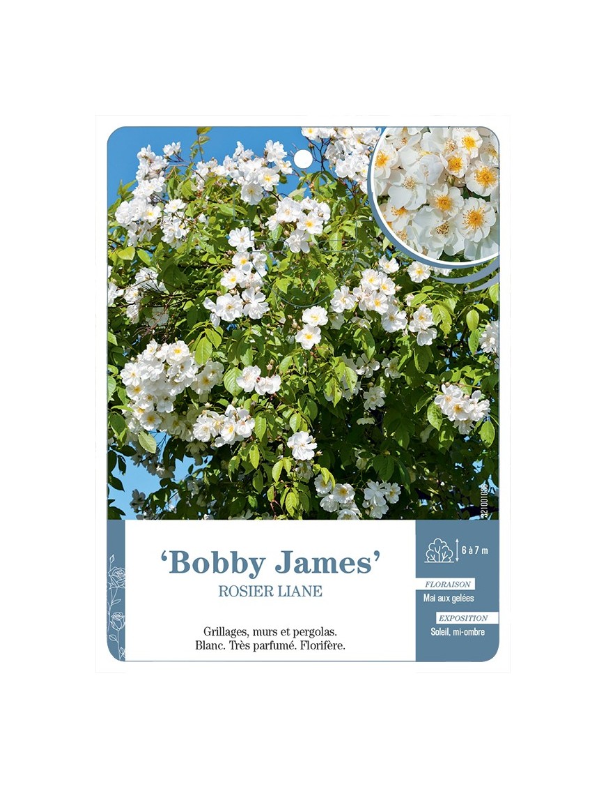 Rosier liane Bobby James