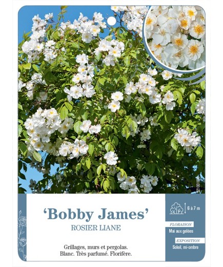 Rosier liane Bobby James