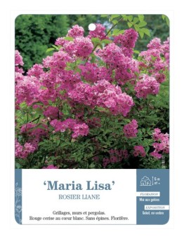 Rosier liane Maria Lisa