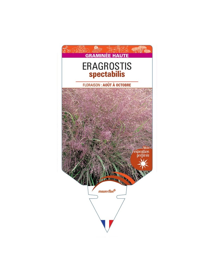 ERAGROSTIS spectabilis
