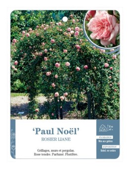 Rosier liane Paul Noël