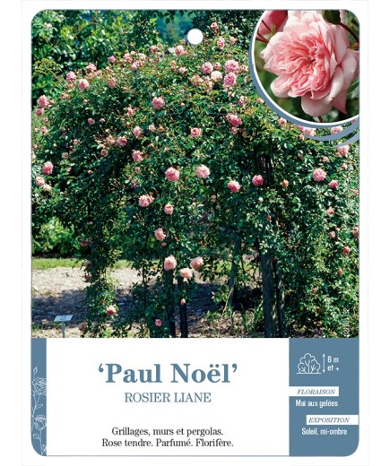 Rosier liane Paul Noël