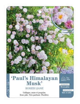 Rosier liane Paul's Himalayan Musk