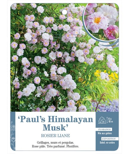 Rosier liane Paul's Himalayan Musk