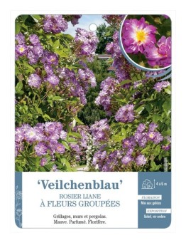 Rosier liane Veilchenblau