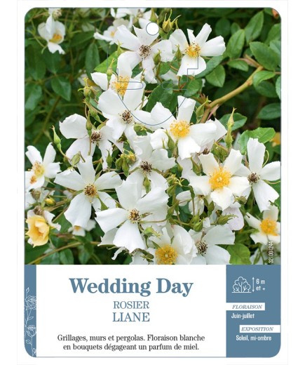 Rosier liane Wedding Day