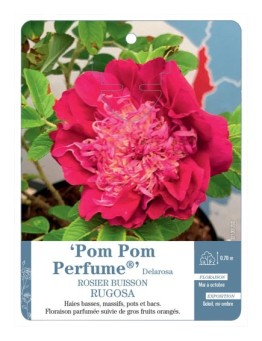 Rosier rugosa Pom Pom Perfume® Delarosa