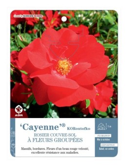 Cayenne® KORoutofko