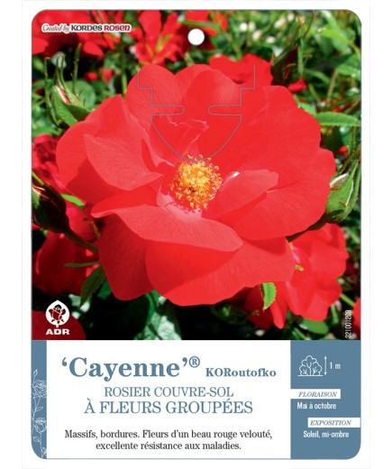 Cayenne® KORoutofko