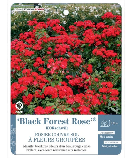 Black Forest Rose® KORschwill