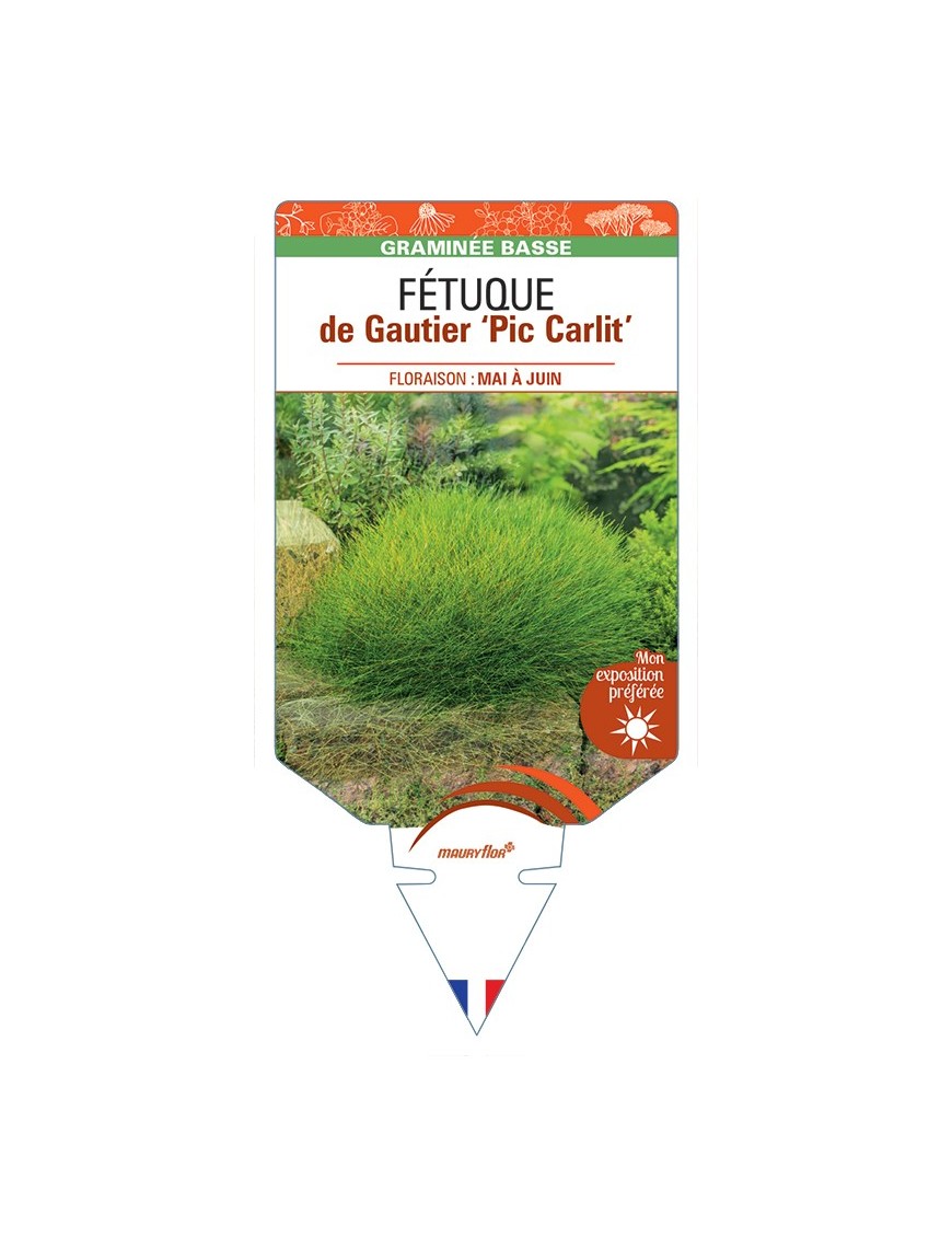 FESTUCA gautieri Pic Carlit voir Fétuque de Gautier