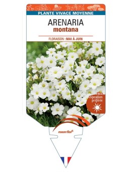 ARENARIA MONTANA (blanc)