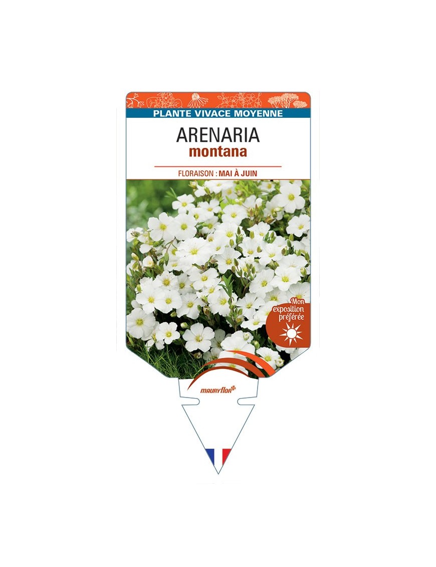 ARENARIA MONTANA (blanc)