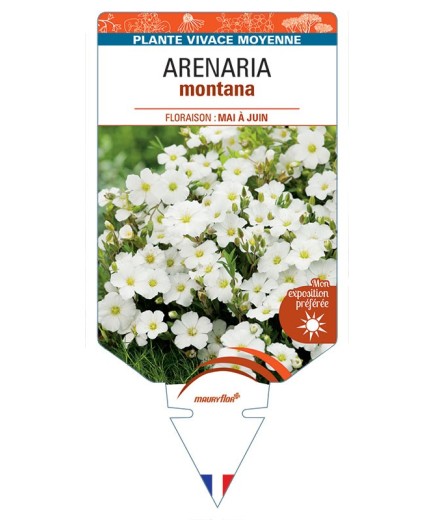ARENARIA MONTANA (blanc)