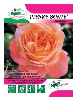 Pierre Bonte® Adaosiaclat