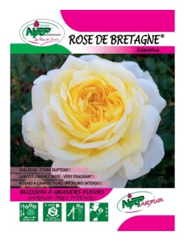Rose de Bretagne® Adarefixa