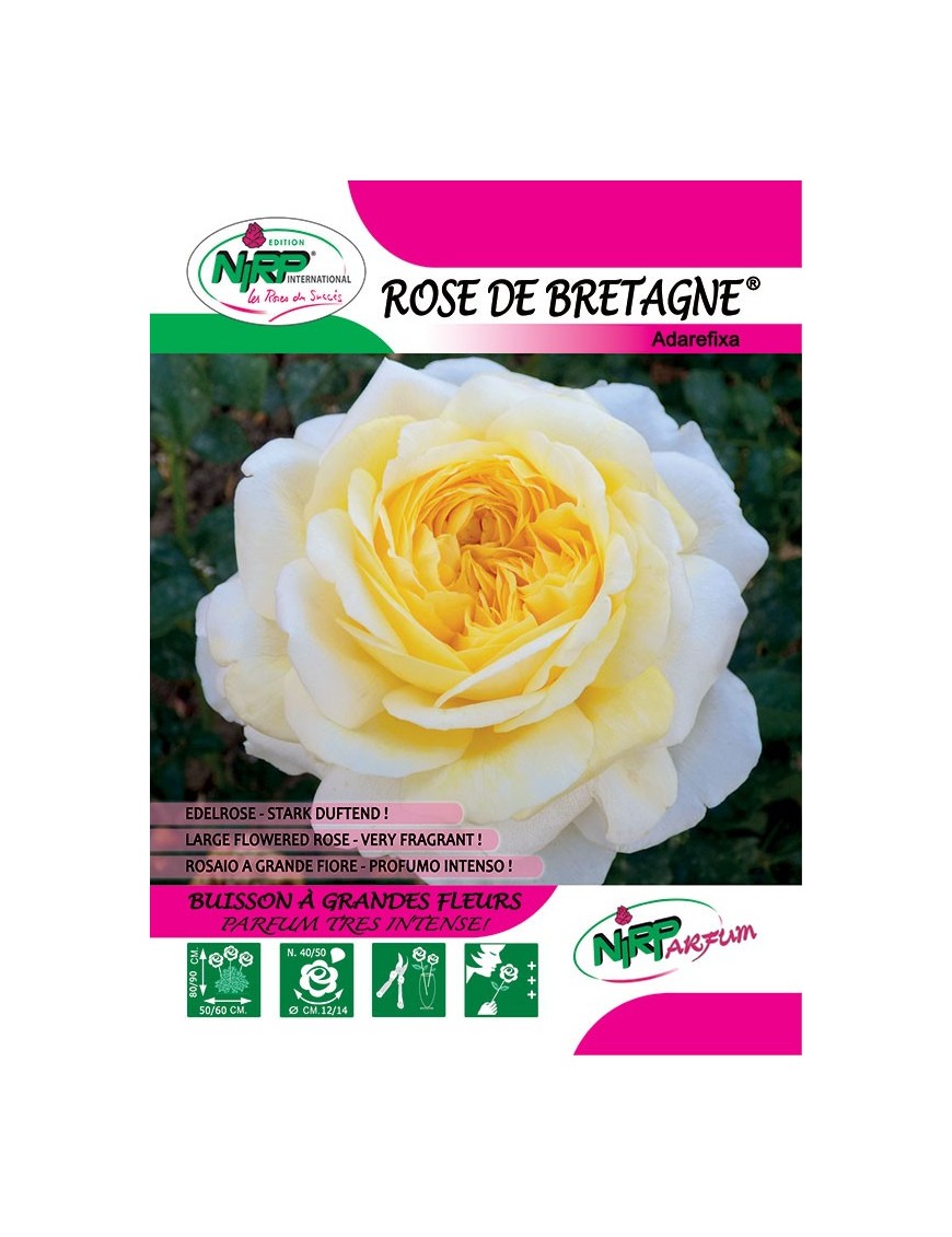 Rose de Bretagne® Adarefixa