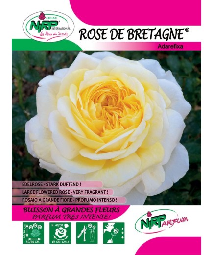 Rose de Bretagne® Adarefixa
