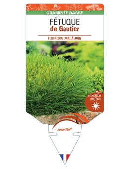 FESTUCA gautieri voir Fétuque de Gautier