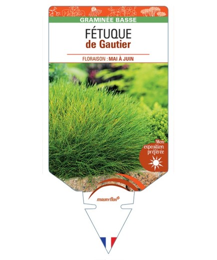 FESTUCA gautieri voir Fétuque de Gautier