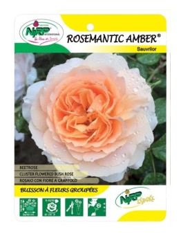 Rosemantic Amber® Sauvrilor