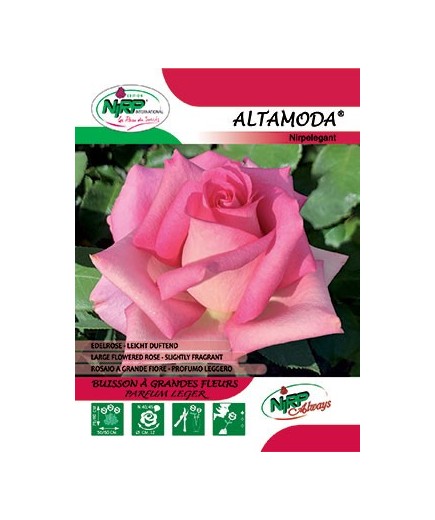 Rosier à grandes fleurs ALTAMODA ® *