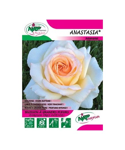 Rosier à grandes fleurs ANASTASIA ®