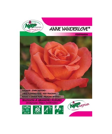 Rosier à grandes fleurs ANNE VANDERLOVE ®