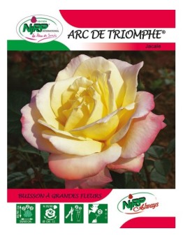Rosier à grandes fleurs ARC DE TRIOMPHE ® *