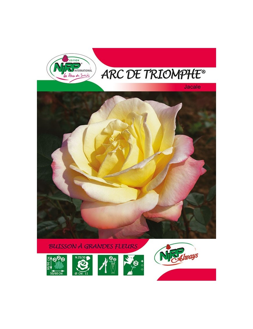 Rosier à grandes fleurs ARC DE TRIOMPHE ® *