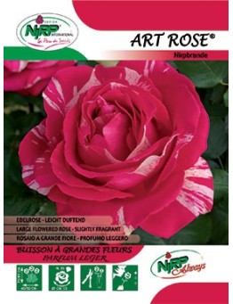 Rosier à grandes fleurs ART ROSE ® *
