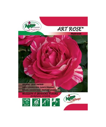 Rosier à grandes fleurs ART ROSE ® *