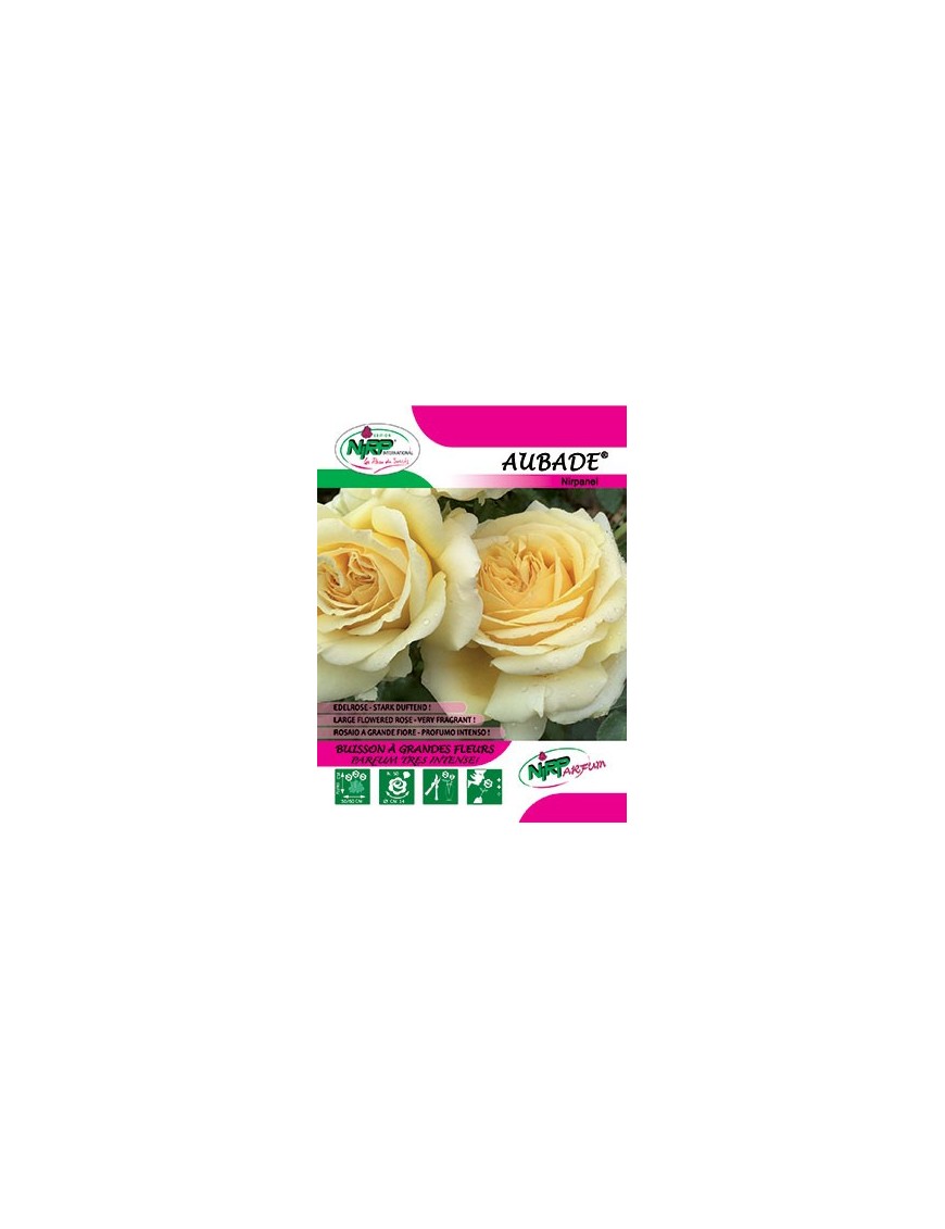 Rosier à grandes fleurs AUBADE ® *