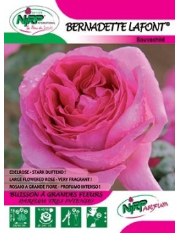 Rosier à grandes fleurs BERNADETTE LAFONT ®