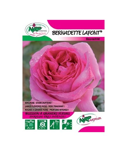 Rosier à grandes fleurs BERNADETTE LAFONT ®