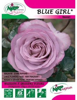 Rosier à grandes fleurs BLUE GIRL ®