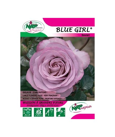 Rosier à grandes fleurs BLUE GIRL ®