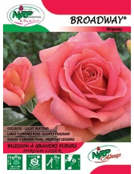 Rosier à grandes fleurs BROADWAY ® *