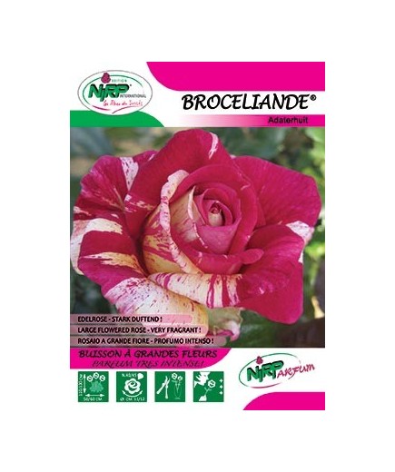 Rosier à grandes fleurs BROCELIANDE ®