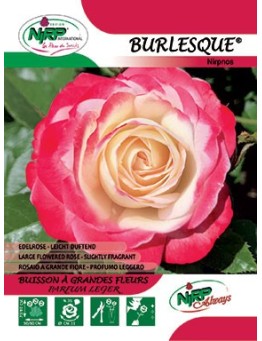 Rosier à grandes fleurs BURLESQUE ® *