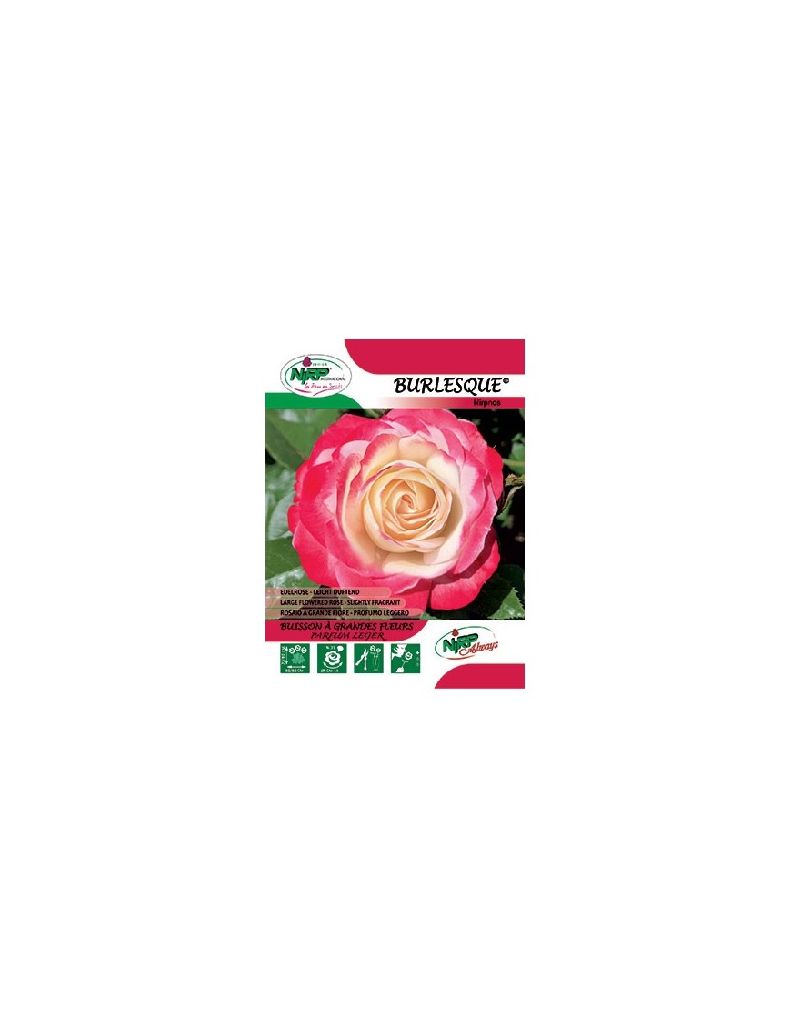 Rosier à grandes fleurs BURLESQUE ® *