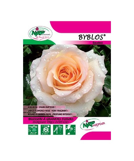 Rosier à grandes fleurs BYBLOS ® (Saudeci) *