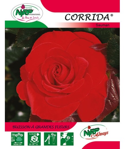 Rosier à grandes fleurs CORRIDA ® *