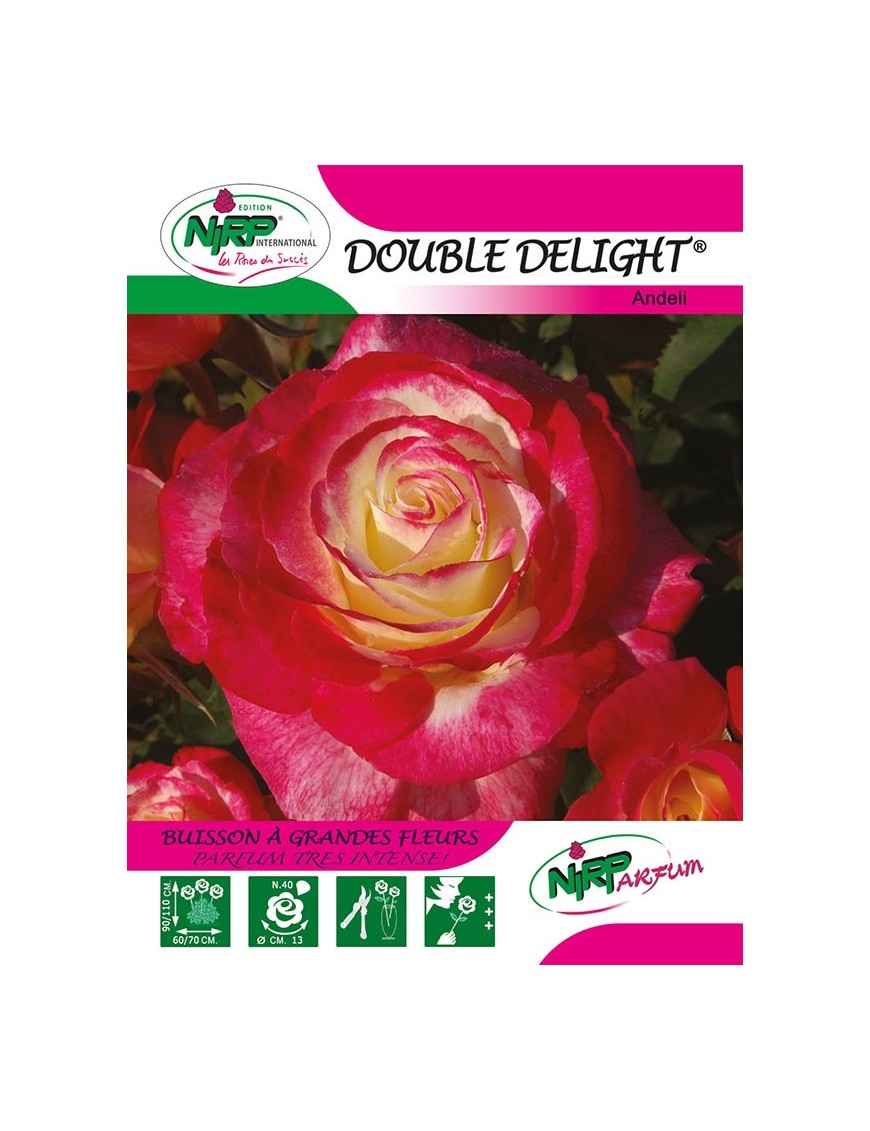 Rosier à grandes fleurs DOUBLE DELIGHT ®