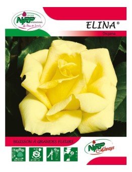 Rosier à grandes fleurs ELINA ® *
