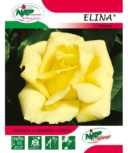 Rosier à grandes fleurs ELINA ® *