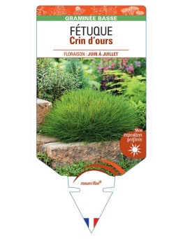 FESTUCA SCOPARIA voir Fétuque Crin d’ours