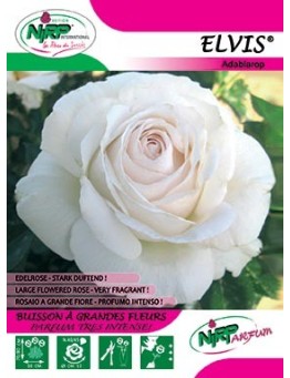 Rosier à grandes fleurs ELVIS ®